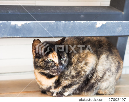 Cat on the street 27802497