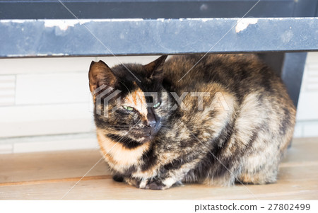 Cat on the street 27802499