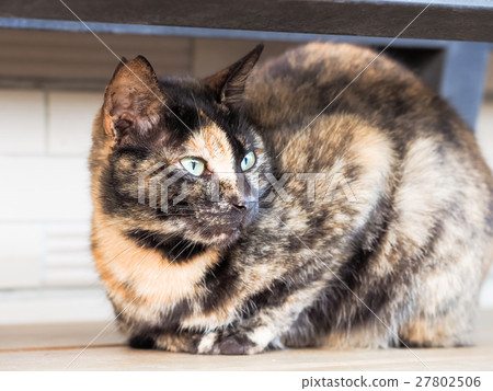 Cat on the street Cat on the street 27802506