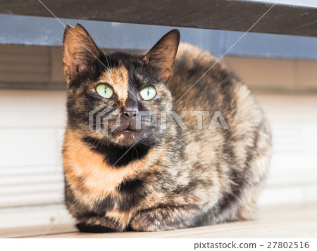 Cat on the street Cat on the street 27802516