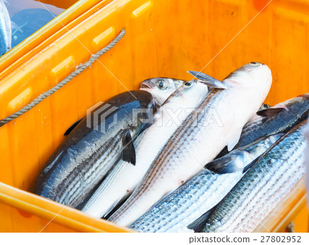 烏魚 烏魚 27802952