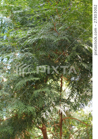 Cypress Cypress 27803002