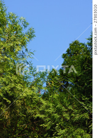 柏樹 柏樹 27803010