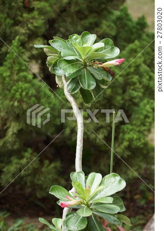 沙漠玫瑰 沙漠玫瑰 27803020