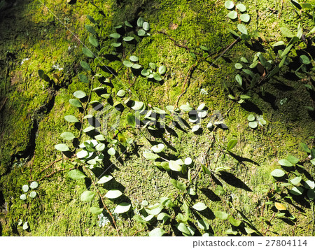 moss moss 27804114