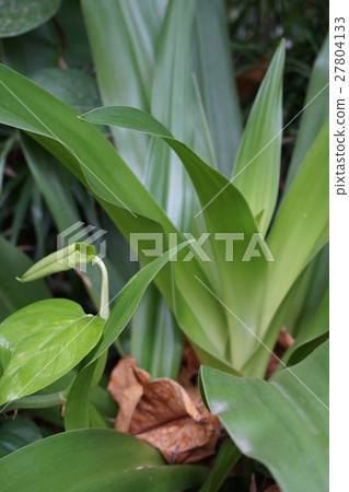 Plant Plant 27804133