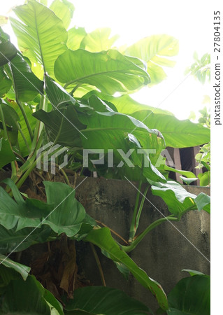 Plant 27804135
