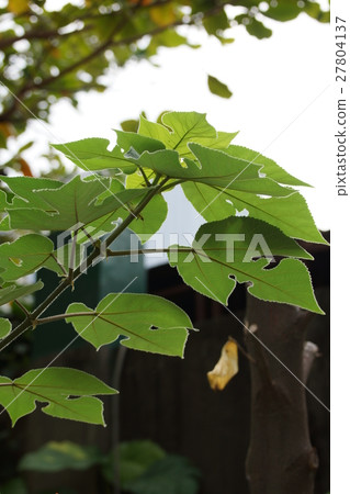 Plant Plant 27804137