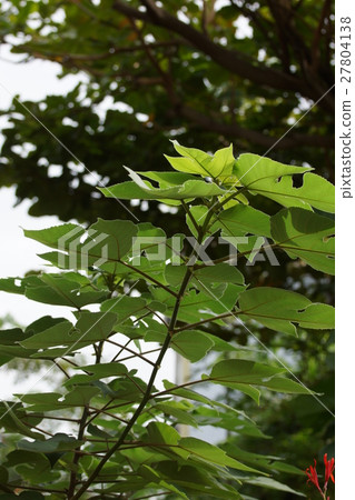 Plant Plant 27804138