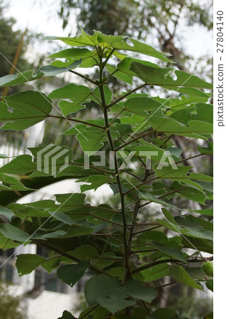 Plant Plant 27804140