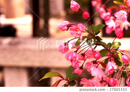 桃花 桃花 27805333