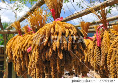 曬小米 曬小米 27805567