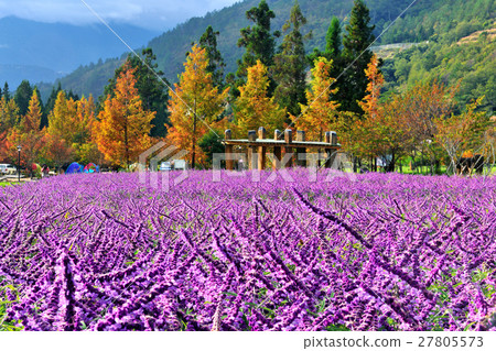 Wuling Sage 27805573