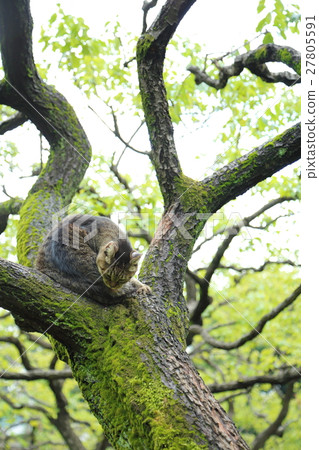 Cat healing nature 27805591