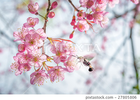Cherry Blossom trees in spring Cherry Blossom trees in spring 27805806