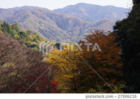 Nose's autumn leaves Momiji Myokenyama ⑦ 27806216