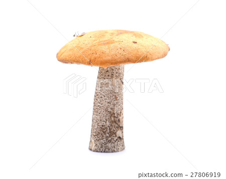 cap boletus on a white background 27806919
