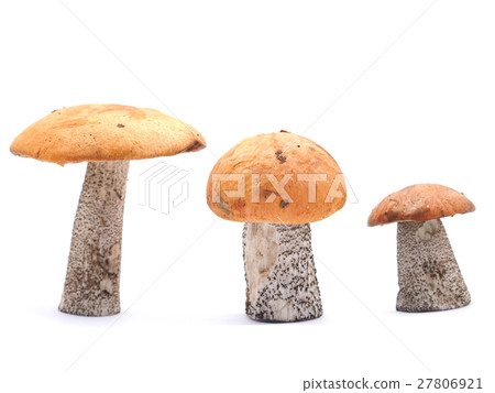 cap boletus on a white background 27806921