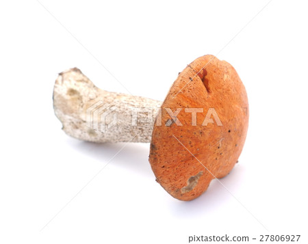 cap boletus on a white background 27806927