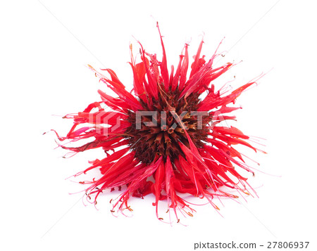 bergamot flowers on a white background 27806937