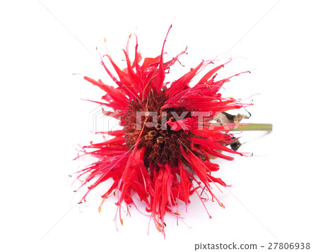 bergamot flowers on a white background 27806938