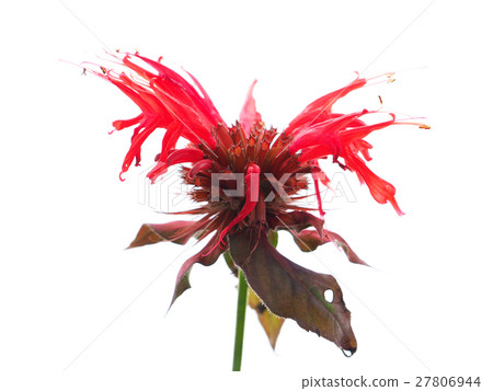 bergamot flowers on a white background bergamot flowers on a white background 27806944
