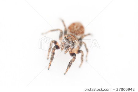 jumping spider on a white background jumping spider on a white background 27806948