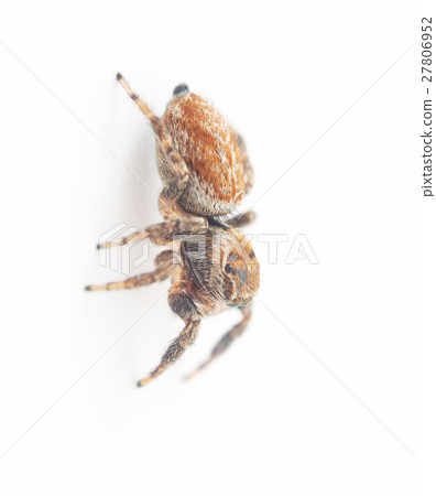 jumping spider on a white background jumping spider on a white background 27806952