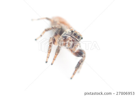 jumping spider on a white background jumping spider on a white background 27806953