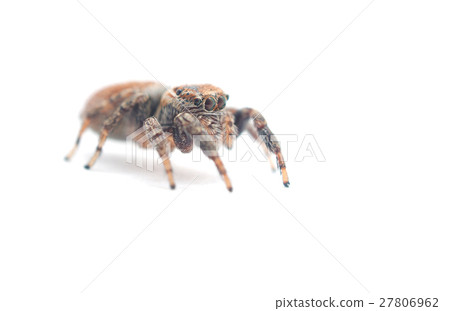 jumping spider on a white background jumping spider on a white background 27806962