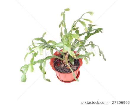 flower in a pot on a white background flower in a pot on a white background 27806963