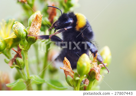 Bumble bee on flower Bumble bee on flower 27807443