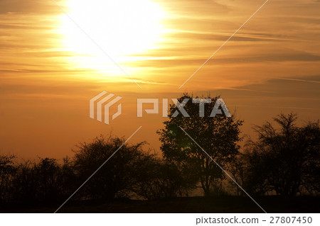 Autumn sunset with bare trees Autumn sunset with bare trees 27807450