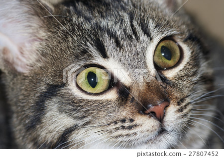 Green eyes Green eyes 27807452