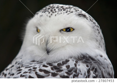 Snow owl Snow owl 27807453