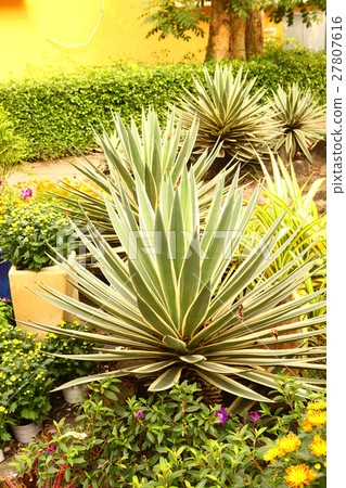 aloe succulent plant on vietnamese park 27807616