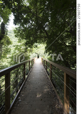 Okinawa Main Island Northern part Yanbaru / Higashi Hiroshi Falls suspension bridge 27807750
