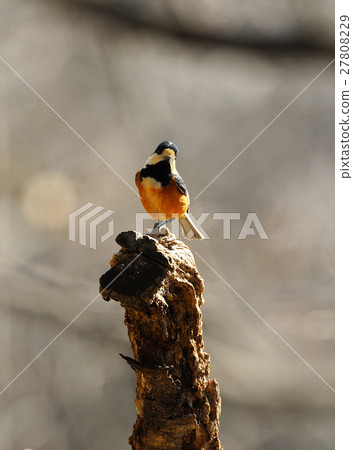 多變 多變 27808229