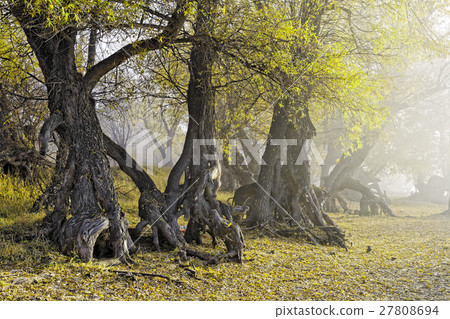 Old roots in a veil of a fog Old roots in a veil of a fog 27808694