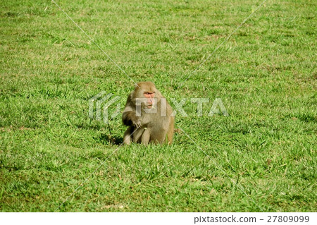 台灣獼猴 27809099
