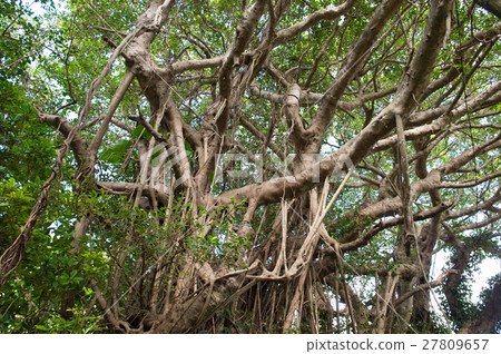 Banyan tree Banyan tree 27809657