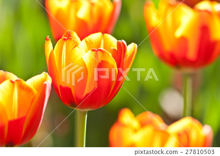 tulip 27810503