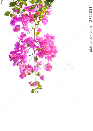pink bougainvillea pink bougainvillea 27810514