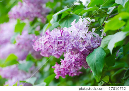 Spring lilac flowers Spring lilac flowers 27810732