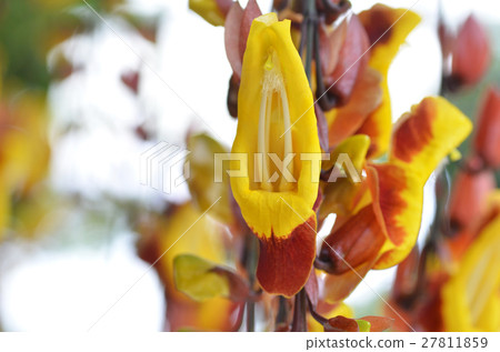 Thunbergia mysorensis  27811859