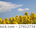 Rape flower and blue sky and cloud 27812738