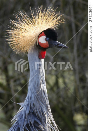 Grey Crowned Crane - Balearica regulorum Grey Crowned Crane - Balearica regulorum 27813644