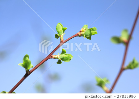 Spring budding burst 27813990