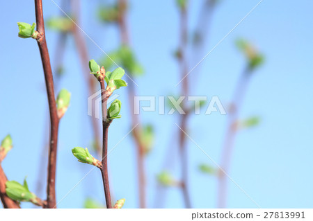 Spring burgeon 27813991