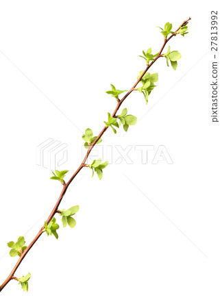 Twig with first tiny leaves 27813992